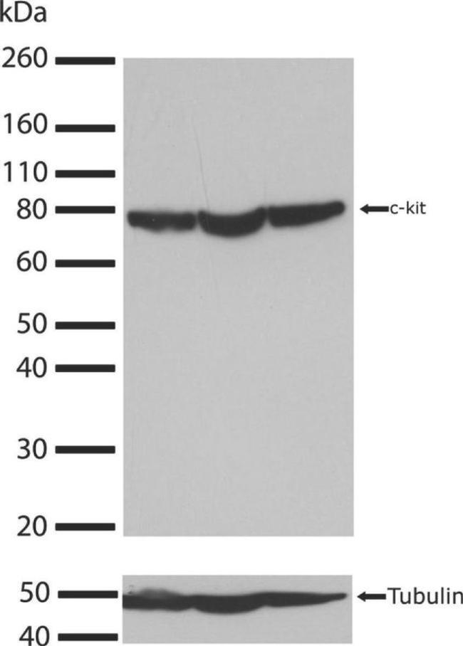 c-Kit Antibody in Western Blot (WB)