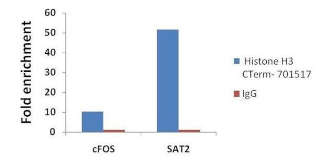 Histone H3 Antibody