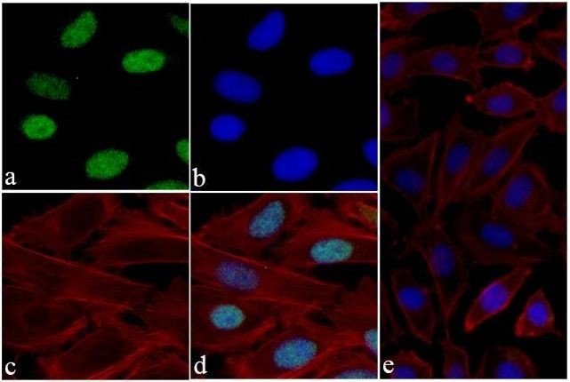 Histone H3 Antibody in Immunocytochemistry (ICC/IF)