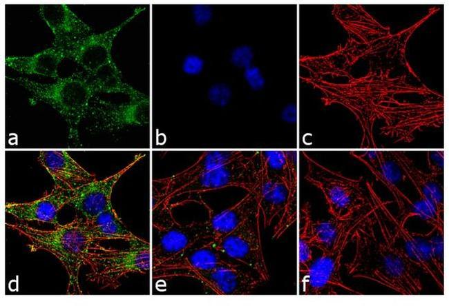 Connexin 36 Antibody