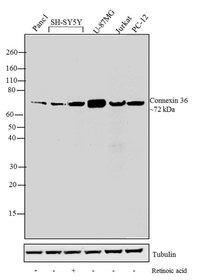 Connexin 36 Antibody