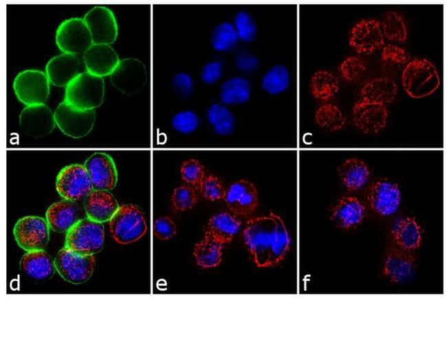 Phospho-c-Met (Tyr1349) Antibody