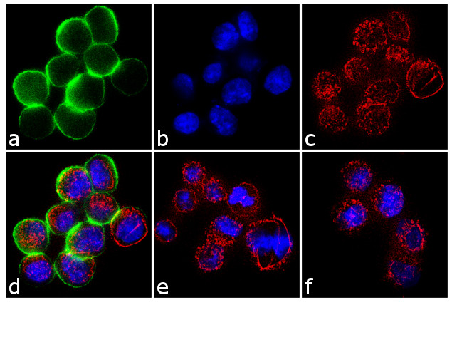 Phospho-c-Met (Tyr1349) Antibody in Immunocytochemistry (ICC/IF)