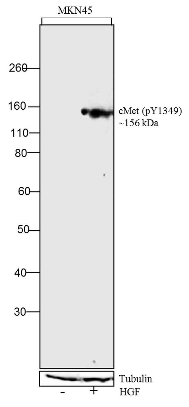 Phospho-c-Met (Tyr1349) Antibody in Western Blot (WB)