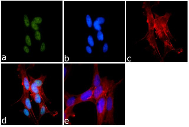 H3K9me1 Antibody in Immunocytochemistry (ICC/IF)