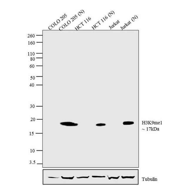 H3K9me1 Antibody in Western Blot (WB)