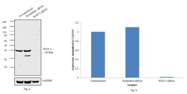 WNT4 Antibody