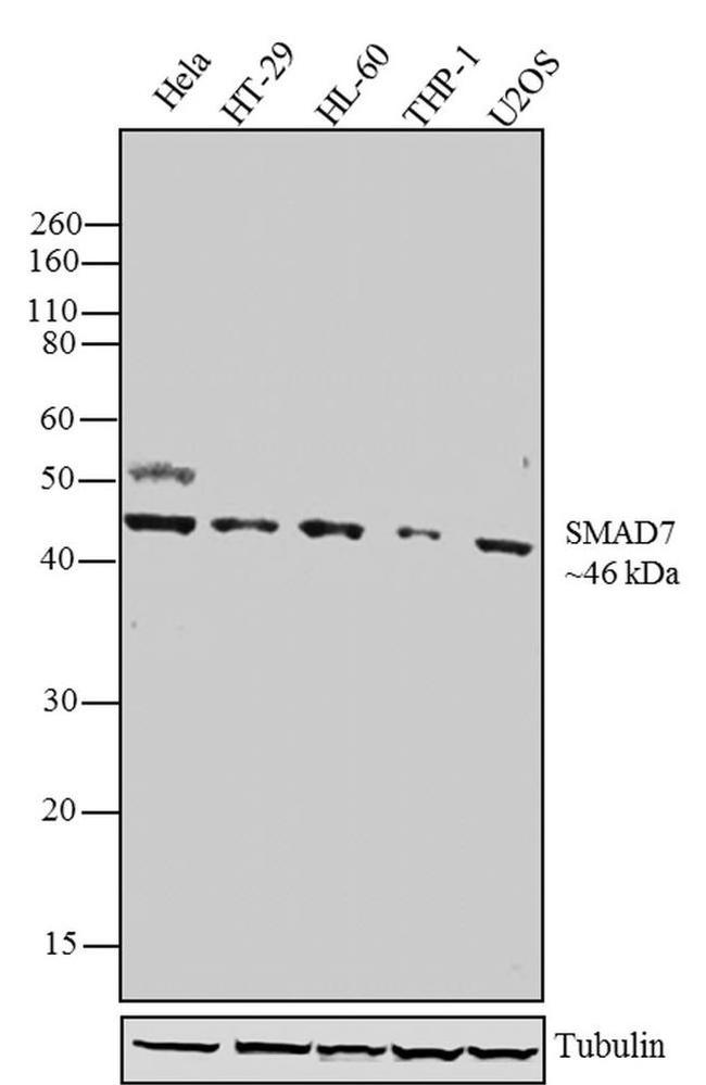 SMAD7 Antibody in Western Blot (WB)