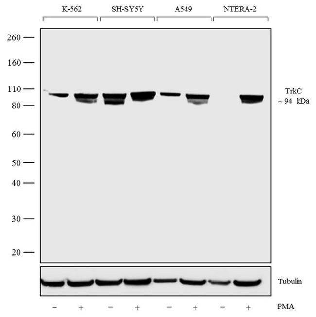 TrkC Recombinant Monoclonal Antibody (7H3L20) (701985)