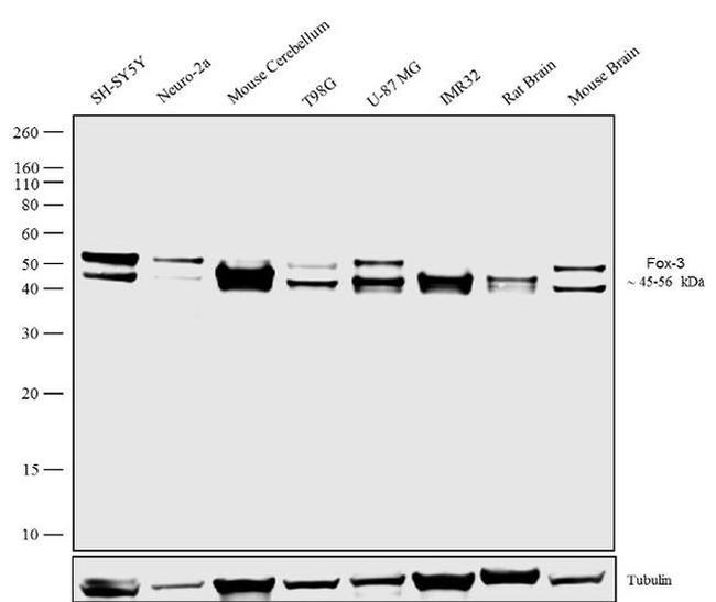 NeuN Recombinant Rabbit Monoclonal Antibody (14H6L24)