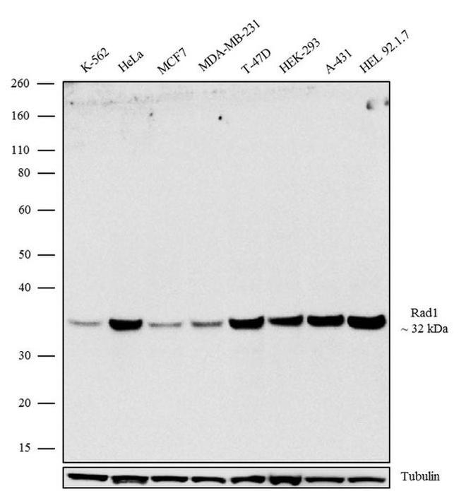 RAD1 Antibody in Western Blot (WB)