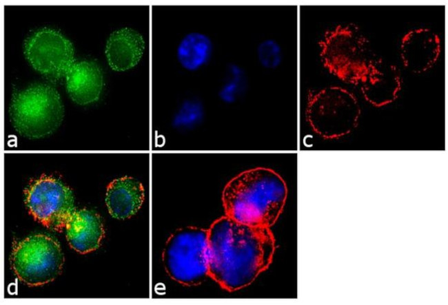 CXCR3 Antibody in Immunocytochemistry (ICC/IF)