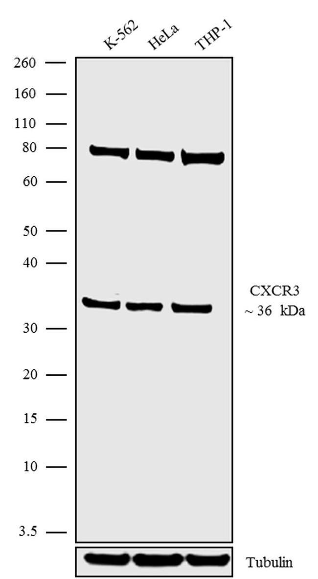 CXCR3 Antibody in Western Blot (WB)