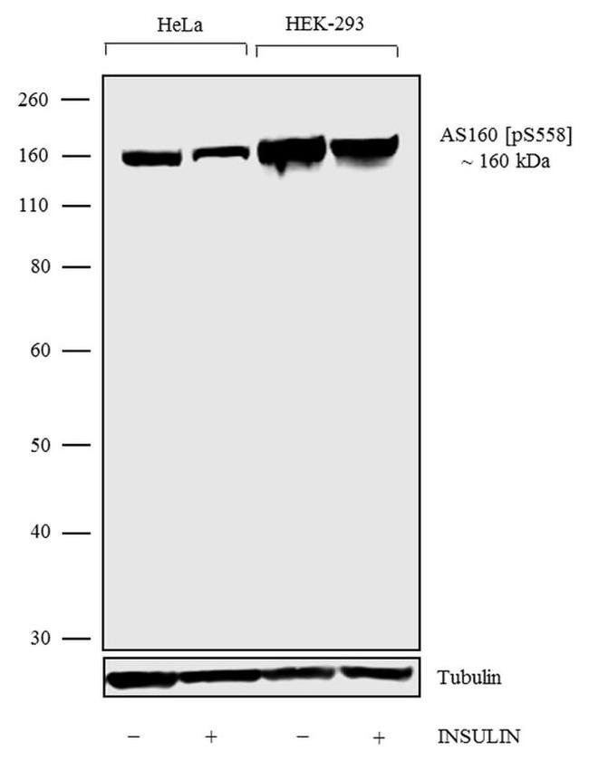 Phospho-AS160 (Ser588) Antibody