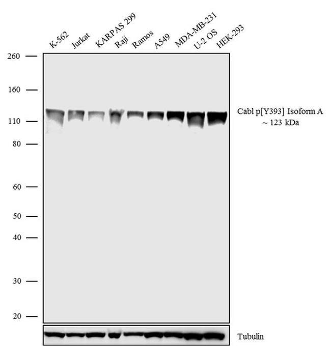 Phospho-c-Abl (Tyr393) Antibody in Western Blot (WB)