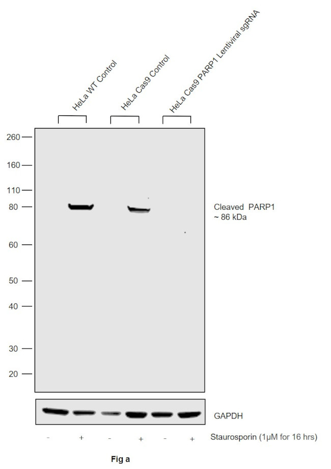 PARP1 Antibody