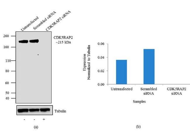 CDK5RAP2 Antibody in Western Blot (WB)