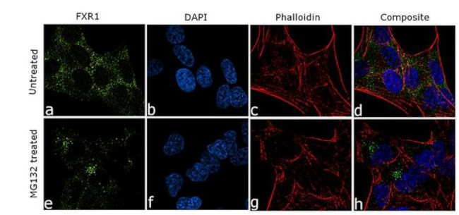 FXR1 Antibody in Immunocytochemistry (ICC/IF)