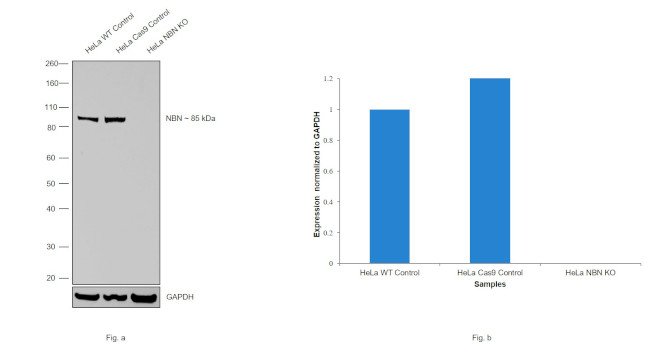 NBS1 Antibody