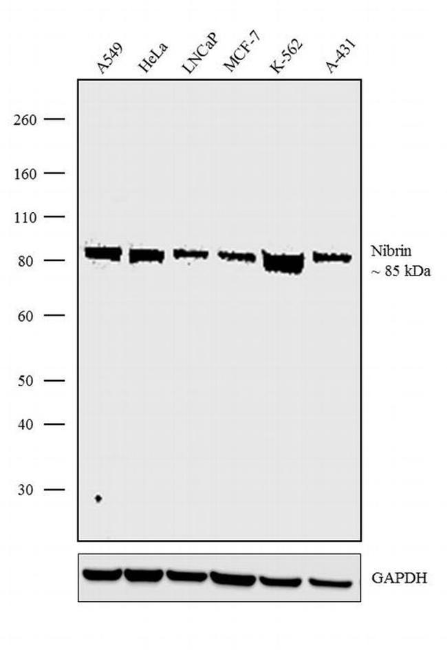 NBS1 Antibody in Western Blot (WB)