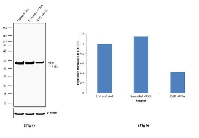 IDH2 Antibody in Western Blot (WB)