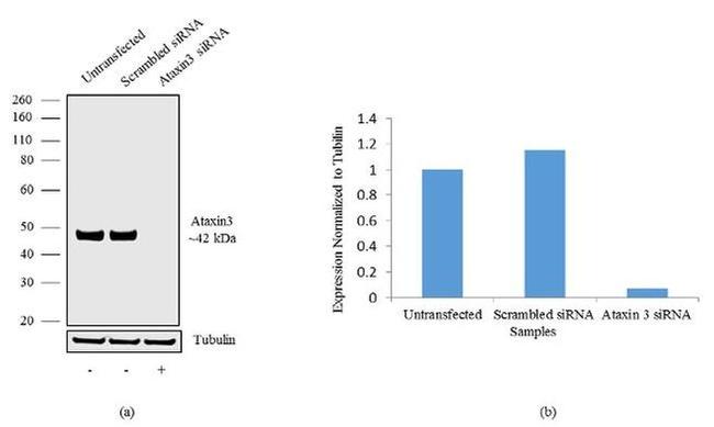 Ataxin 3 Antibody in Western Blot (WB)