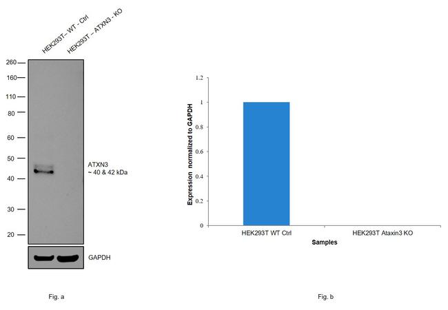 Ataxin 3 Antibody in Western Blot (WB)