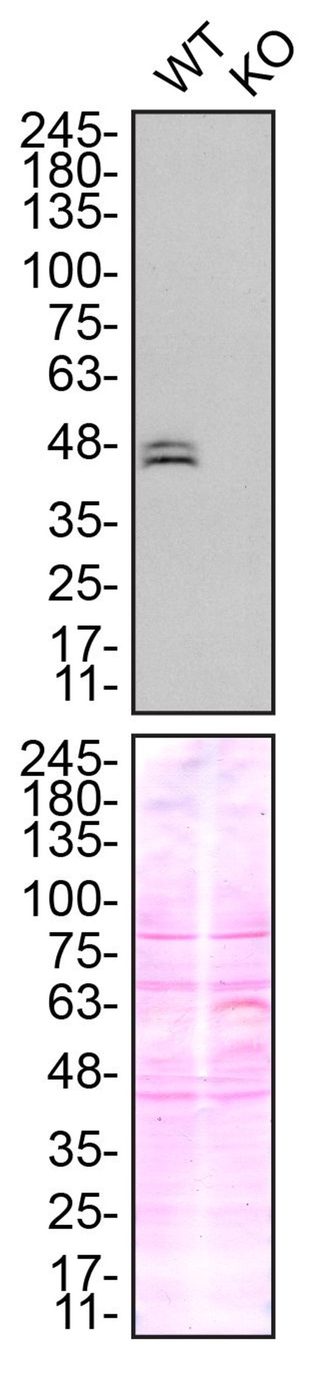 Ataxin 3 Recombinant Monoclonal Antibody (13H9L9) (702788)