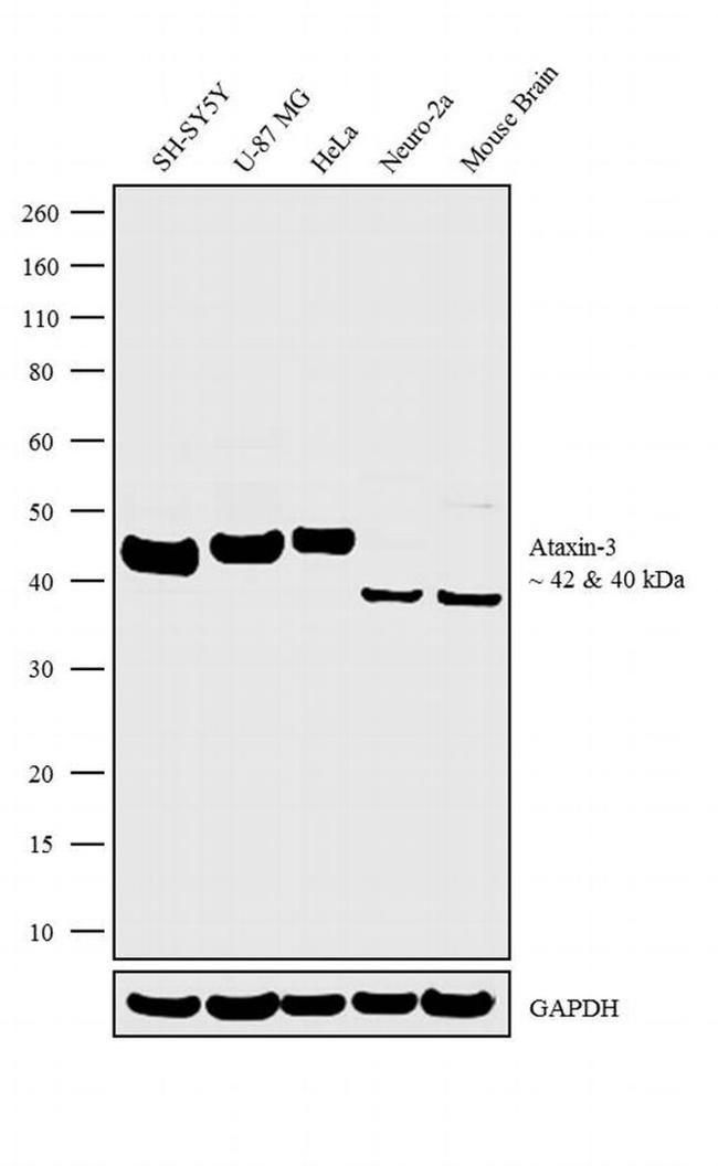 Ataxin 3 Antibody in Western Blot (WB)