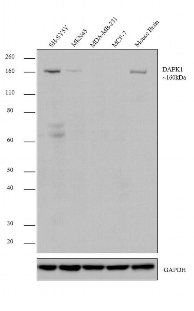 DAPK1 Antibody