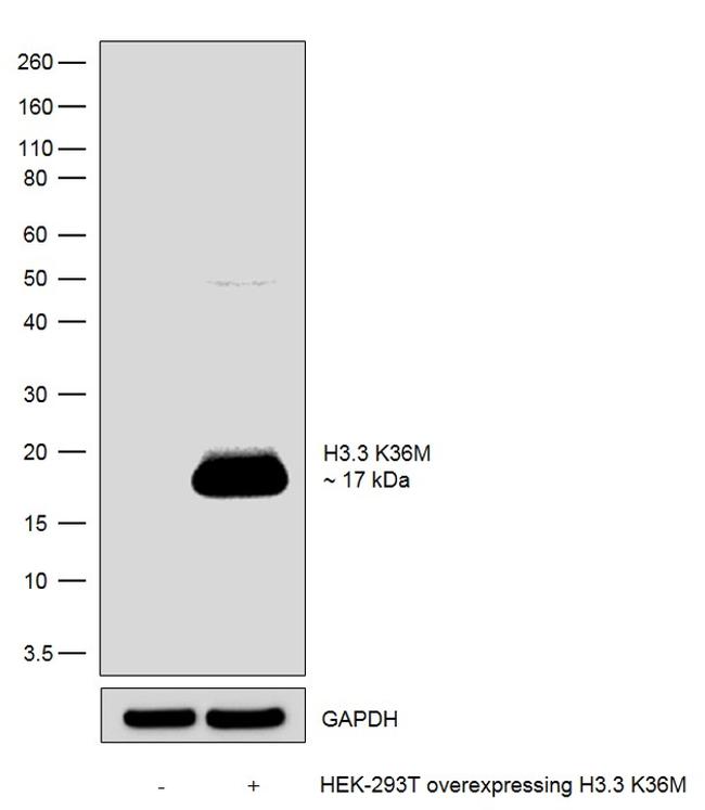 H3.3 K36M oncohistone mutant Antibody in Western Blot (WB)