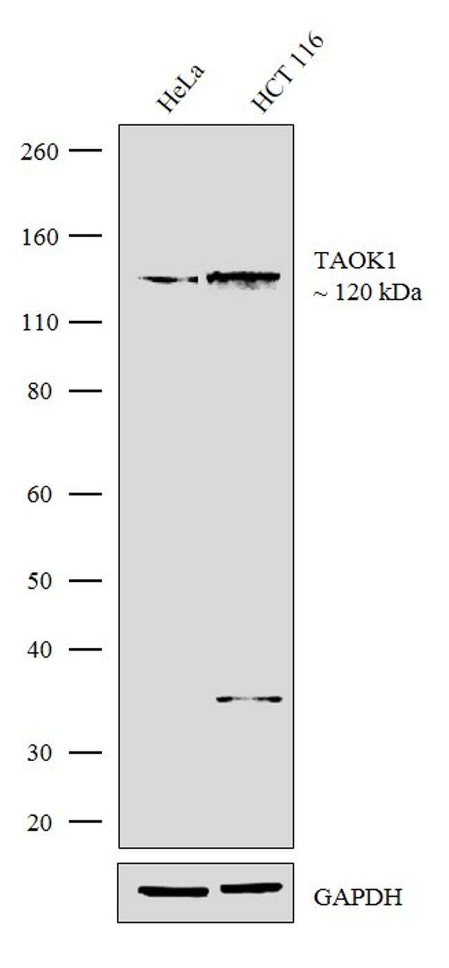 TAOK1 Antibody in Western Blot (WB)