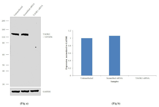 TAOK1 Antibody