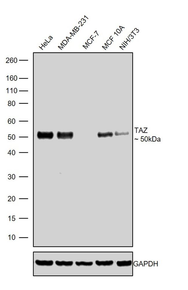 TAZ Antibody in Western Blot (WB)