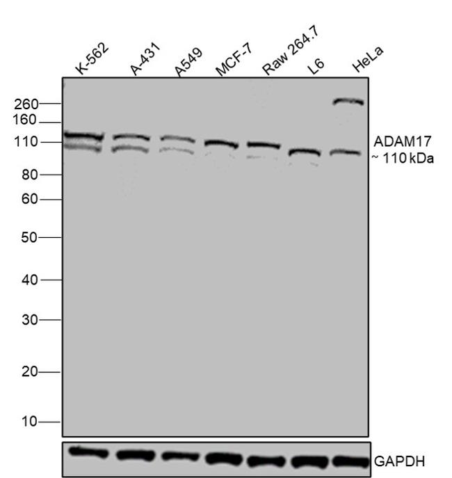ADAM17 Recombinant Monoclonal Antibody (3H46L1) (703077)