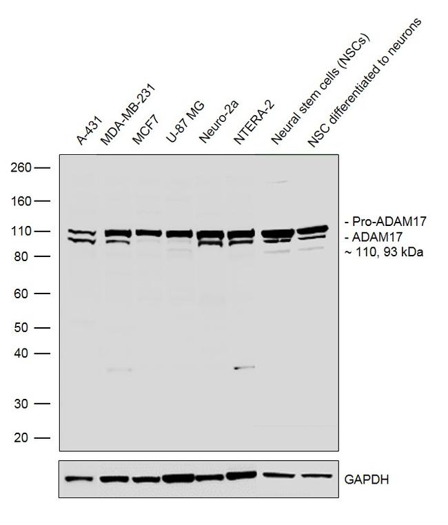 ADAM17 Recombinant Monoclonal Antibody (3H46L1) (703077)
