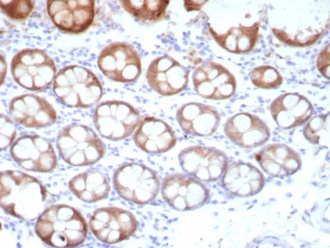 pS2/pNR-2/TFF1 (Estrogen-Regulated Protein) Antibody in Immunohistochemistry (Paraffin) (IHC (P))