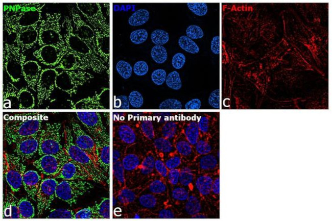 PNPase Antibody in Immunocytochemistry (ICC/IF)