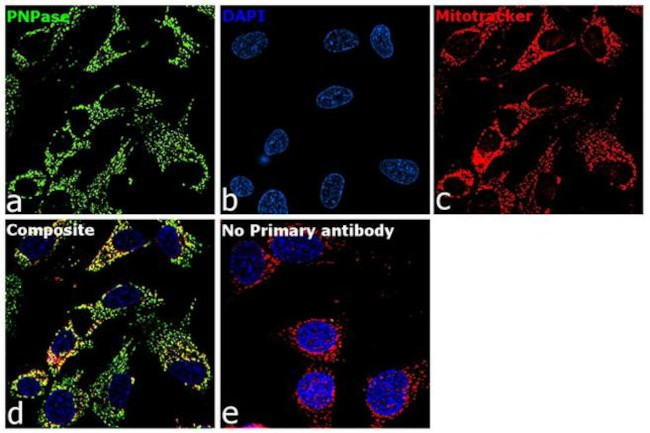 PNPase Antibody in Immunocytochemistry (ICC/IF)