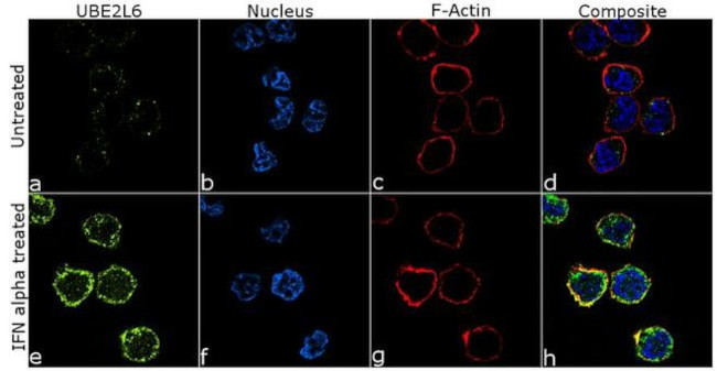 UBE2L6 Antibody in Immunocytochemistry (ICC/IF)