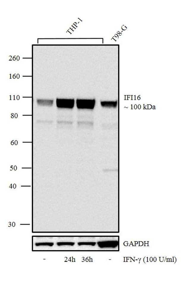 IFI16 Antibody