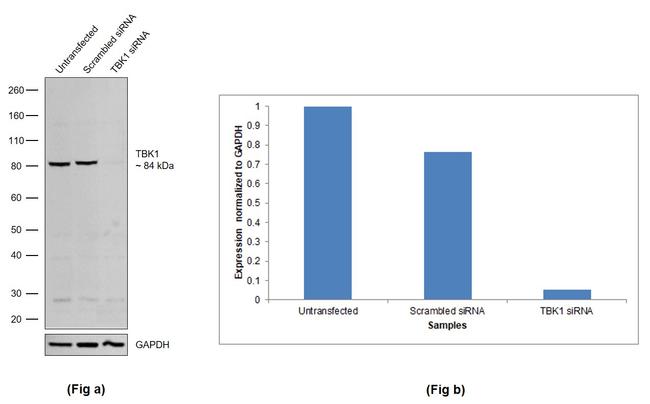 TBK1 Antibody in Western Blot (WB)