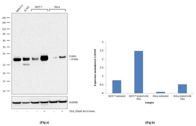 ULBP1 Antibody