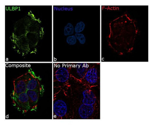 ULBP1 Antibody in Immunocytochemistry (ICC/IF)