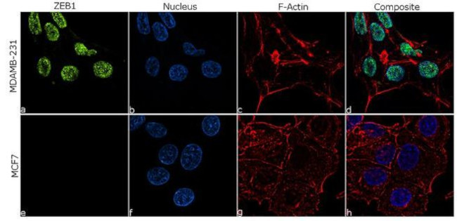 ZEB1 Antibody in Immunocytochemistry (ICC/IF)