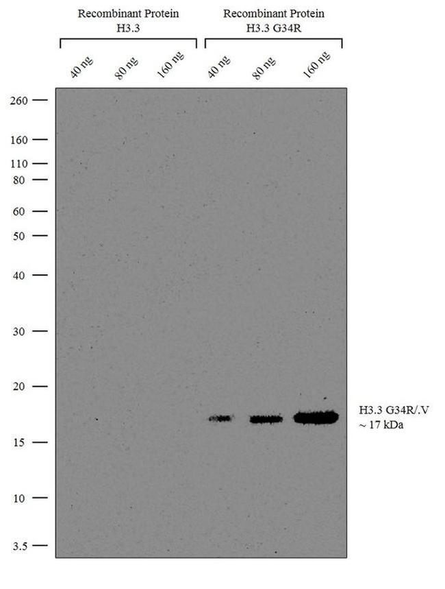 H3.3 G34R oncohistone mutant Antibody in Western Blot (WB)