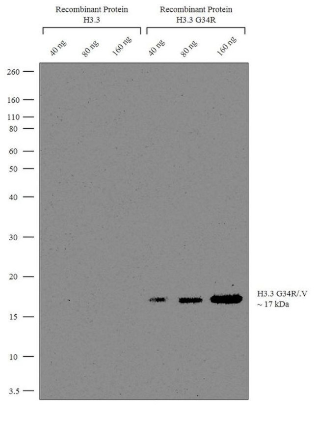 H3.3 G34R oncohistone mutant Antibody