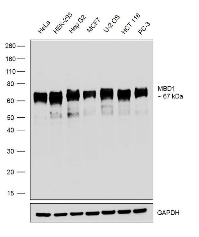 MBD1 Antibody in Western Blot (WB)