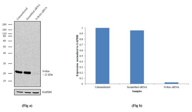 N-Ras Antibody in Western Blot (WB)