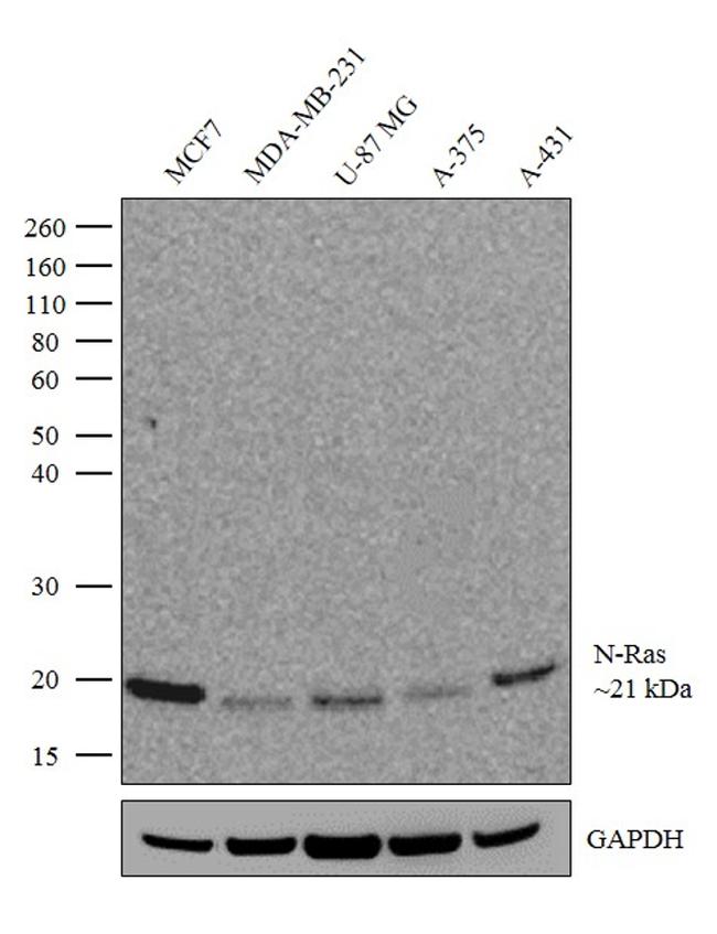 N-Ras Antibody in Western Blot (WB)